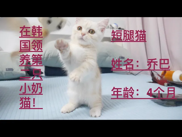 在韩国领养第二只小奶猫,为孤独的路飞添加了一名小伙伴#布偶猫#短腿猫#小奶猫#猫生